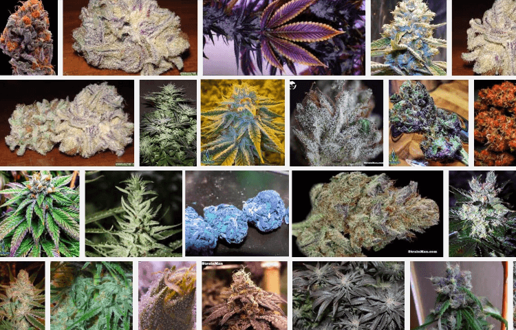 Najdziwniejsze odmiany marihuany na świecie