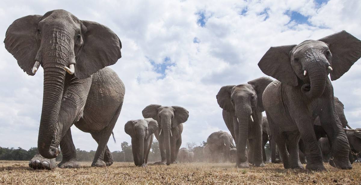 50-letni słoń zabity przez turystę w Zimbabwe