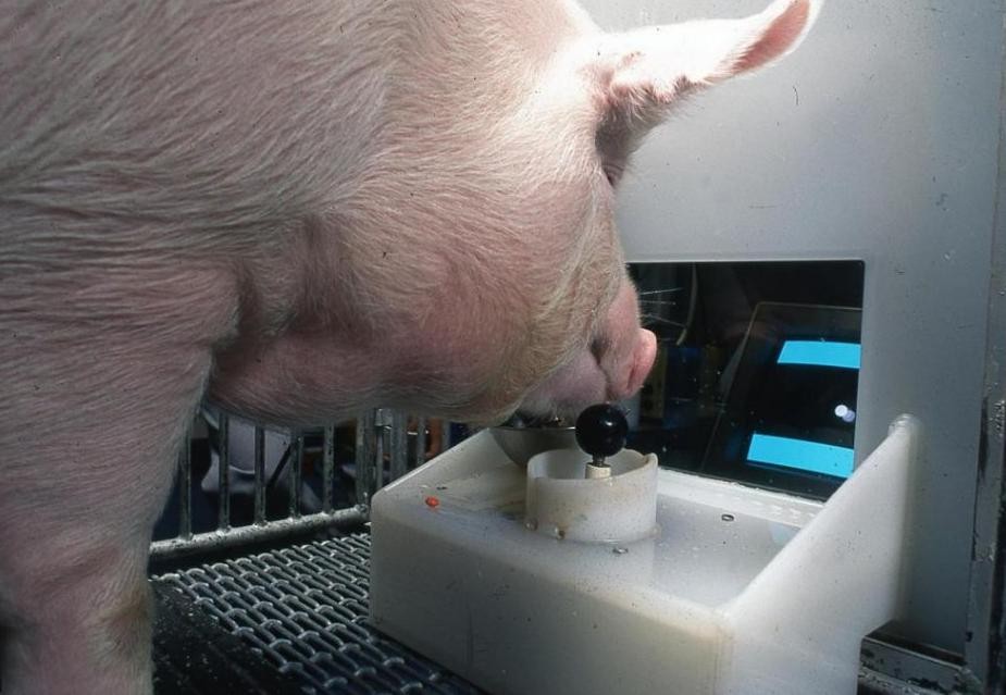 Naukowcy dowiedli, że świnie potrafią grać w gry wideo. Dlaczego to ważne?