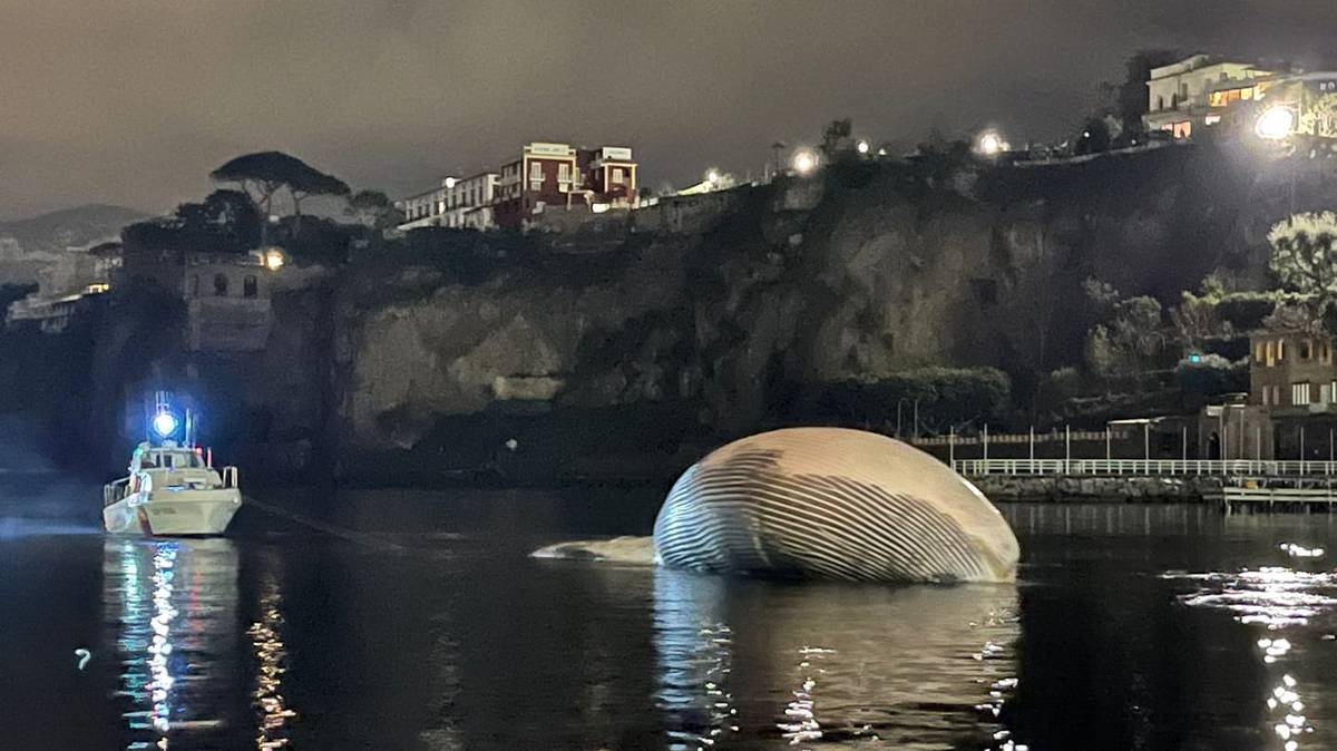 Włochy: ogromny martwy wieloryb odkryty na wybrzeżu