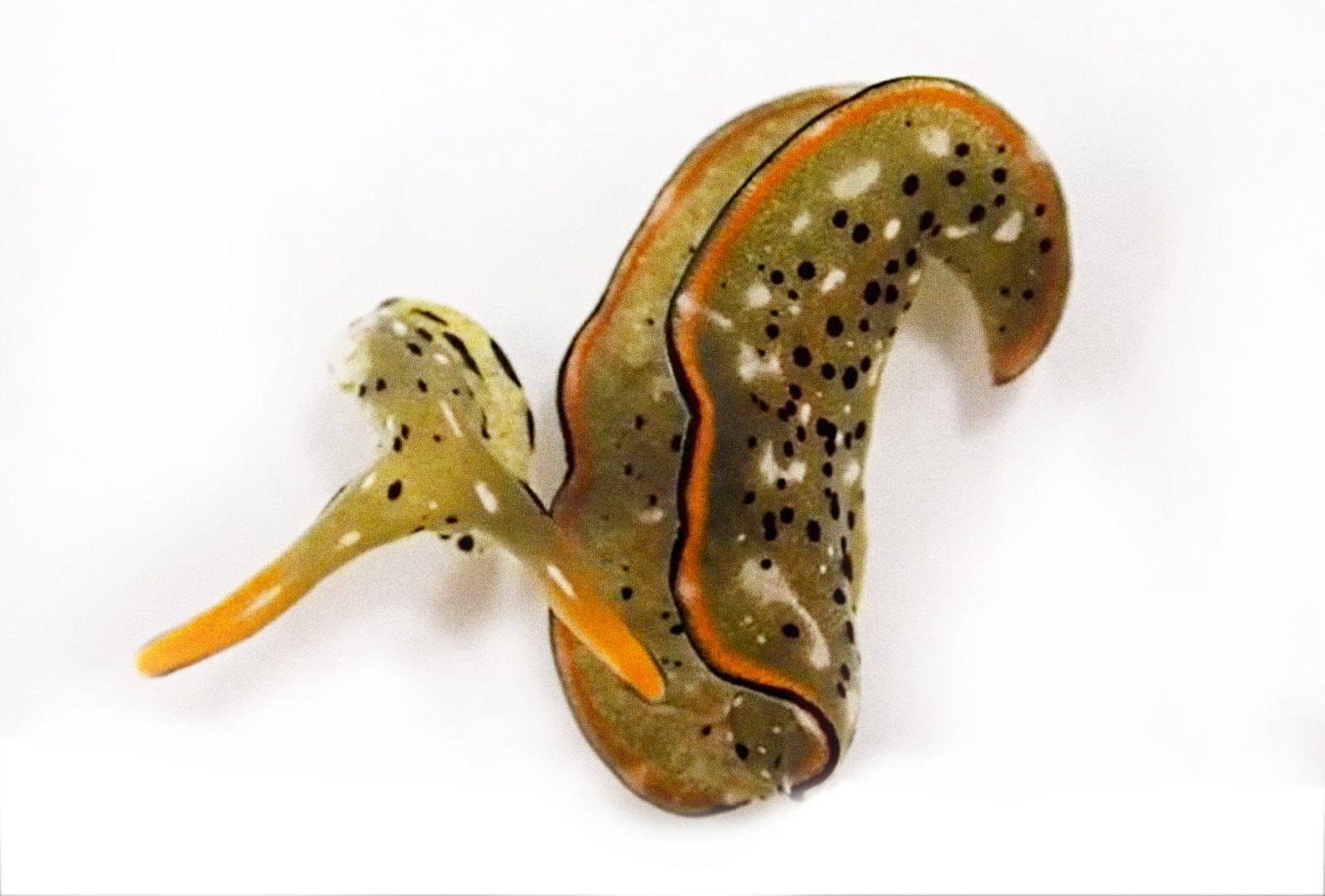 Te zwierzątka potrafią odciąć sobie głowę. Potem wyrasta z niej nowe ciało