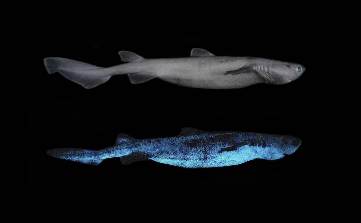 Nowa Zelandia: odkryto potężnego rekina, który świeci