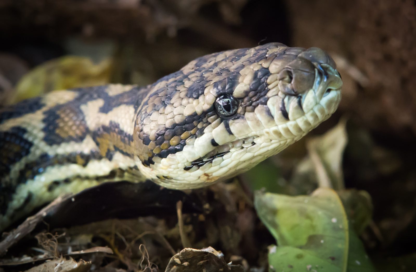 Szczepionka na COVID-19 ze związkiem pochodzącym od pytonów. Zaskakujący pomysł naukowców