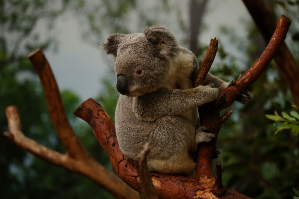 Naukowcy wykryli u koali wirus podobny do HIV. Wnika w DNA i wywołuje nowotwory