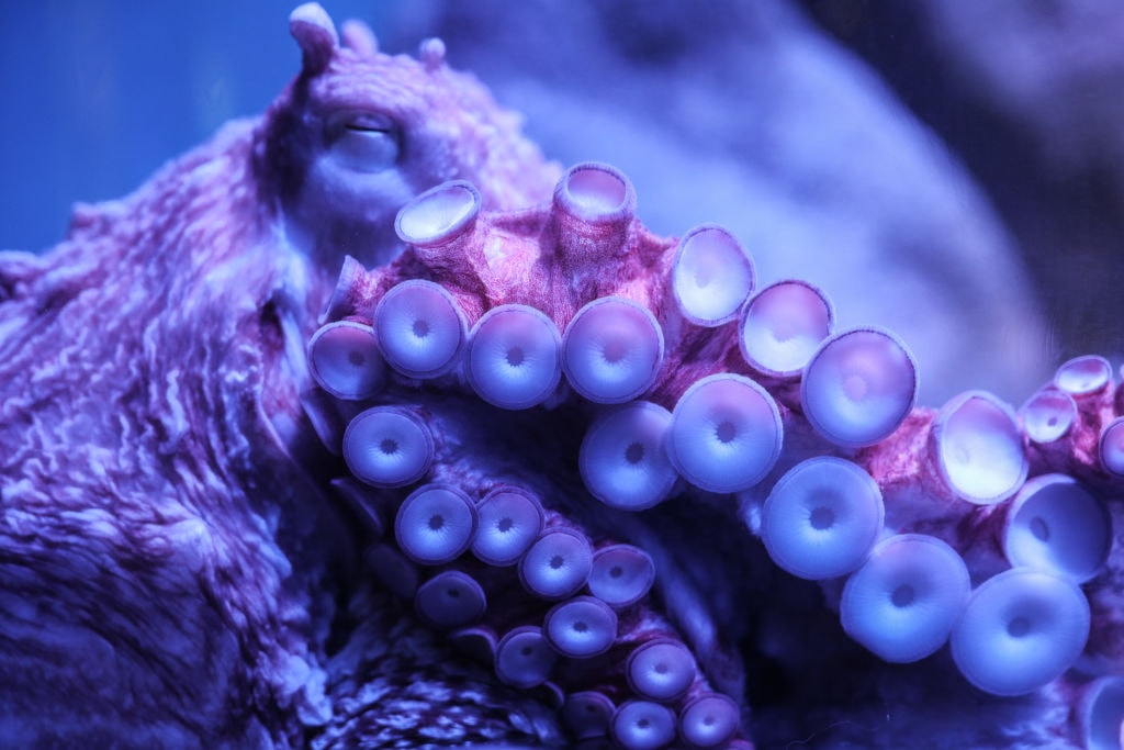 Ośmiornice „widzą” światło mackami. Udowodnił to eksperyment z latarką