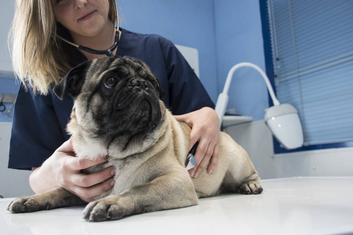 Przez epidemię zaniedbano szczepienia psów. Liczba przypadków parwowirozy wzrosła dwukrotnie