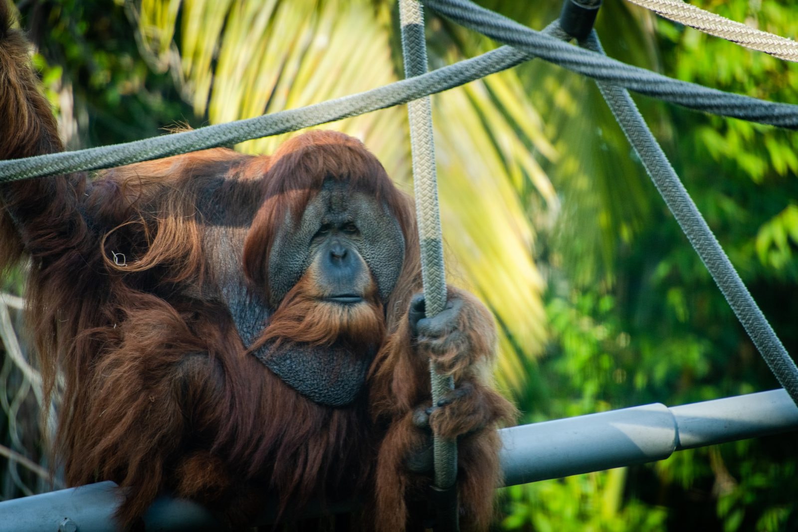 Dziewięciu małpom podano eksperymentalną szczepionkę na COVID-19. “Mają się dobrze”