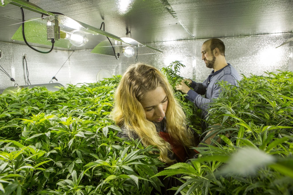 Uprawa konopii emituje więcej CO2 niż wydobycie węgla. Dane z Kolorado