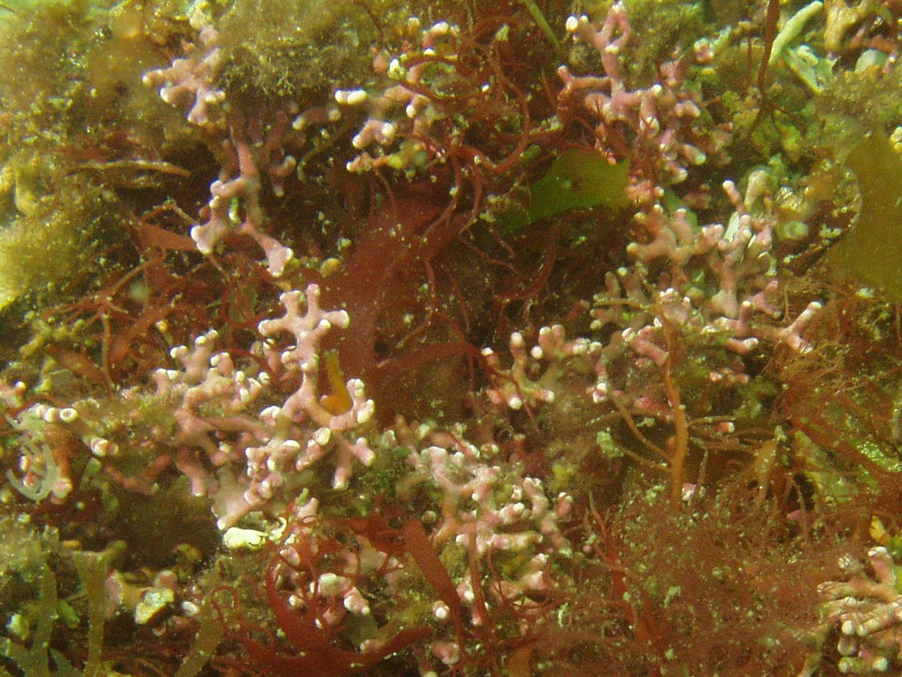 U brzegów Kornwalii odkryto unikalne glony koralowe