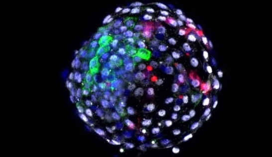 Naukowcy stworzyli embriony, które są hybrydą człowieka i małpy