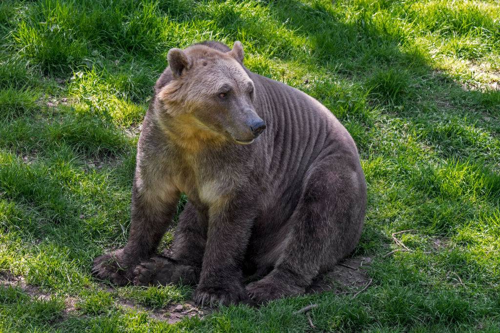 Niedźwiedzie „pizzly” podbijają Arktykę. Są hybrydą grizzly i niedźwiedzi polarnych