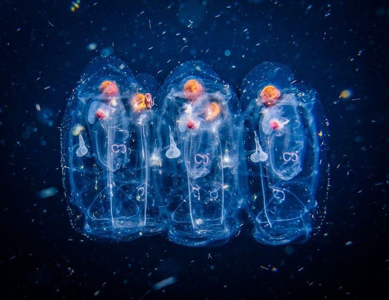 Koreańczycy musieli wyłączyć reaktory jądrowe. Winna kolonia “galaretowatych stworów”