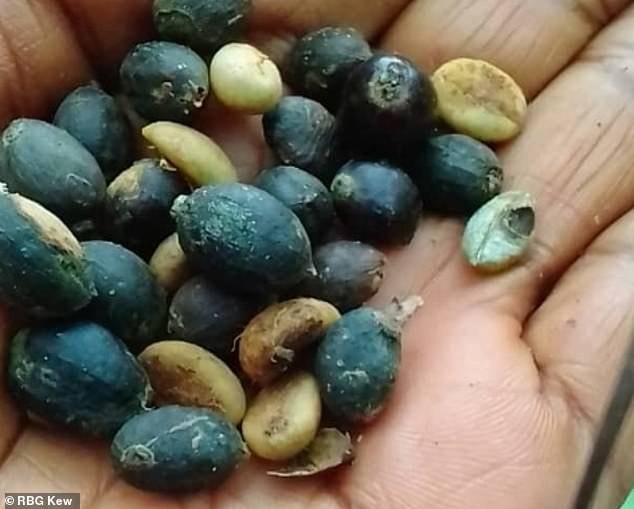 Dzika kawa z Sierra Leone uratuje nas przed kawowym kryzysem. „Jest lepsza niż arabika”