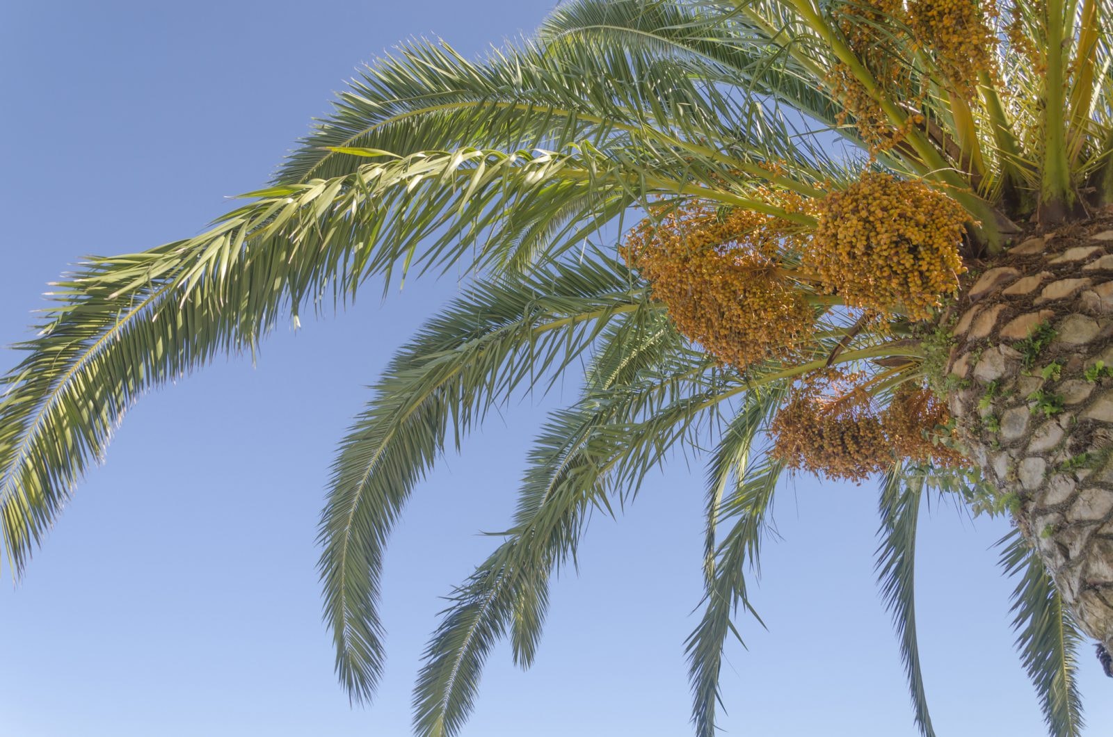 Z nasion liczących ponad 2000 lat wyrosła palma daktylowa. Teraz zsekwencjonowano jej genom