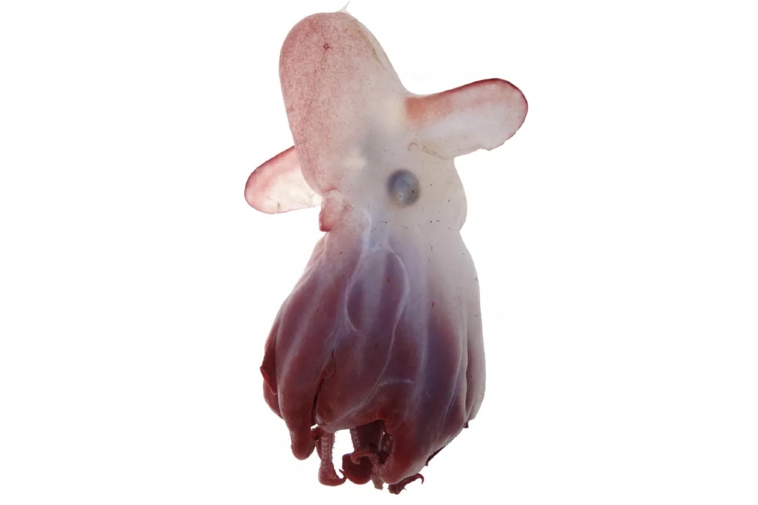 Oto Cesarz Dumbo – nowy gatunek ośmiornicy opisany dzięki nieinwazyjnej technologii