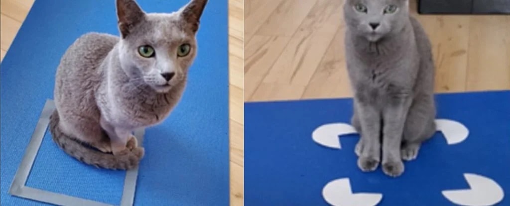 Koty kochają wszystkie pudełka. Nawet te, których nie ma