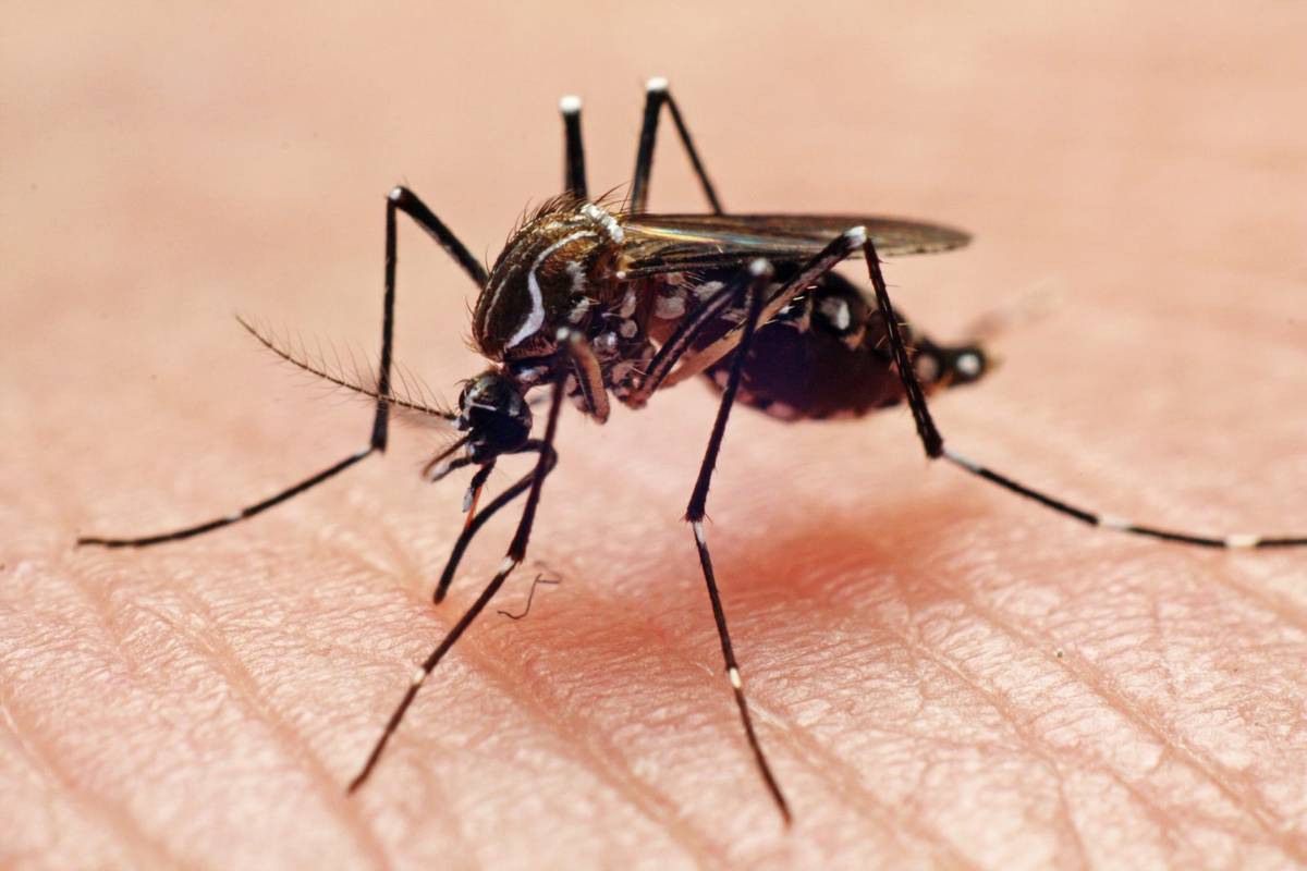 Miliony zmutowanych komarów wypuszczono w USA. Owady GMO ratują zdrowie mieszkańców Florydy