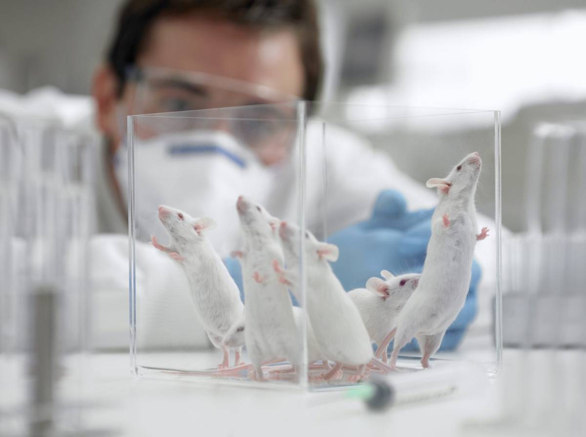 Naukowcy zmusili myszy do zawierania przyjaźni i rozstań. Za pomocą implantów mózgowych