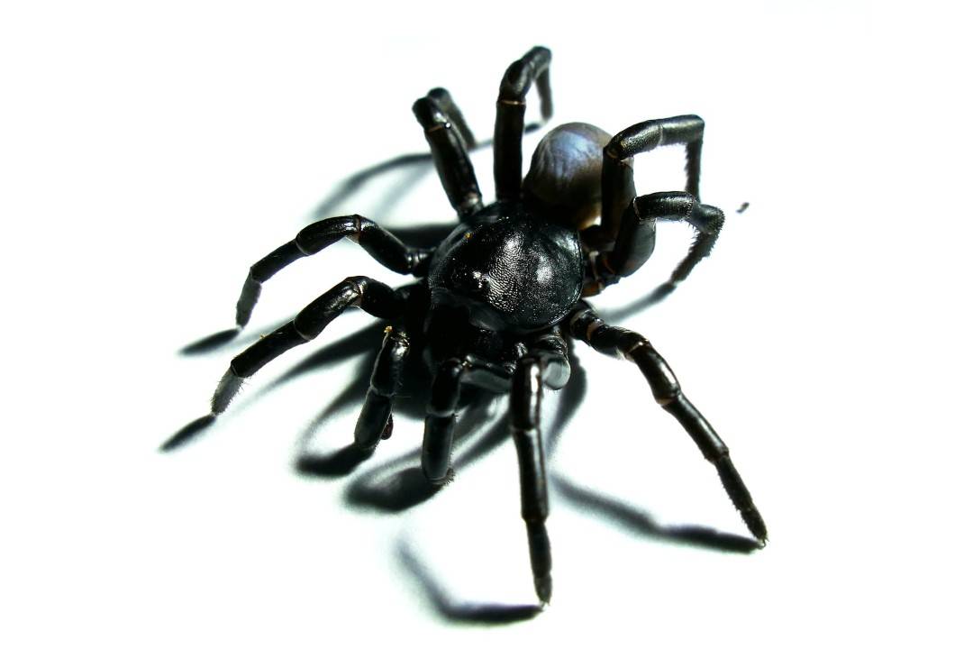 W Miami odkryto nowy gatunek pająka. Jest jadowity i może żyć ponad 20 lat
