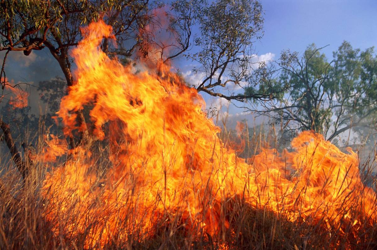 Człowiek zdobywał ziemię ogniem. Już 100 tys. lat temu masowo wypalaliśmy trawy i lasy