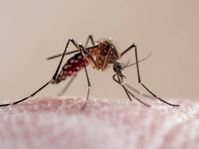 malaria-jest-choroba-pasozytnicza-przenosza-na-czlowieka-przez-komary-fot-getty-images