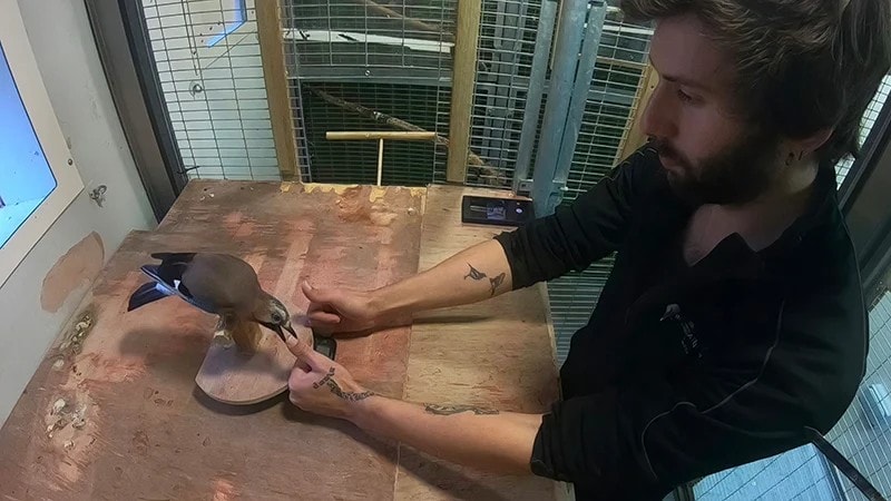 Czy jesteś mniej bystry od sójki? Ona nie daje się nabrać na magiczne sztuczki