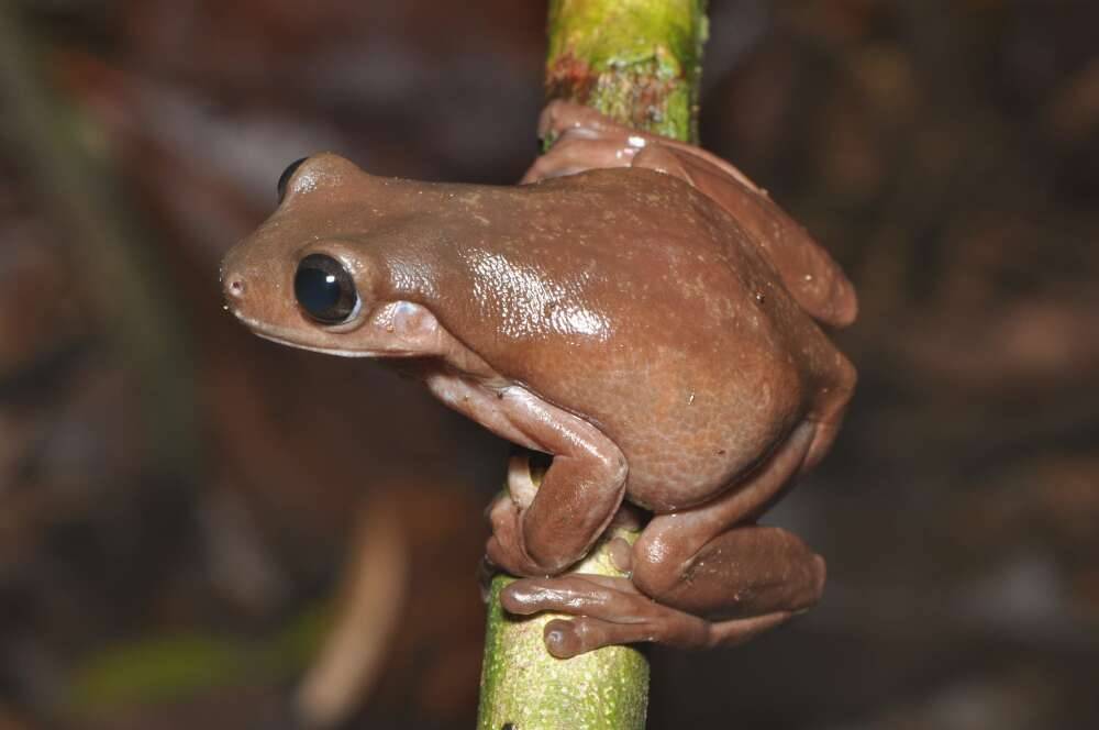 Odkryto nowy gatunek – żabę czekoladową. Wygląda pięknie, ale może być trująca