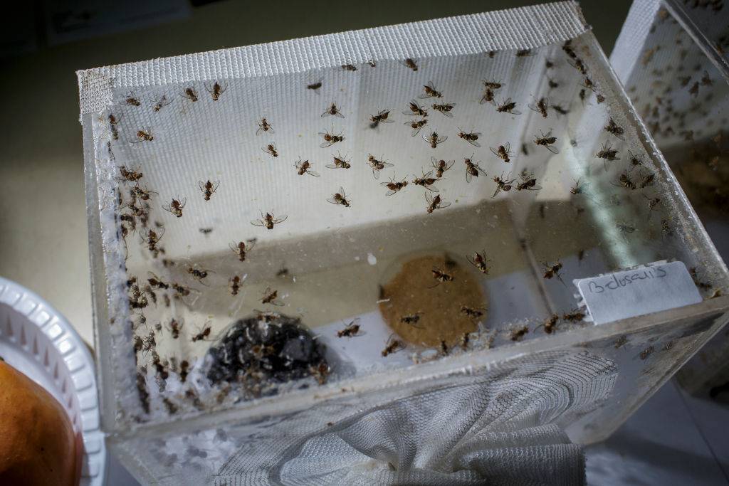 Amerykanie chwalą się genetycznie zmodyfikowanymi owadami