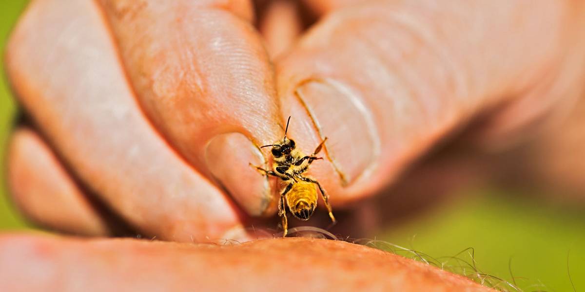 Ukąszenia owadów – które są najboleśniejsze? Naukowcy sprawdzili to na sobie