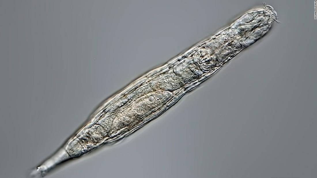 Przywrócono do życia organizmy sprzed 24 tys. lat. Znaleziono je w syberyjskiej wiecznej zmarzlinie