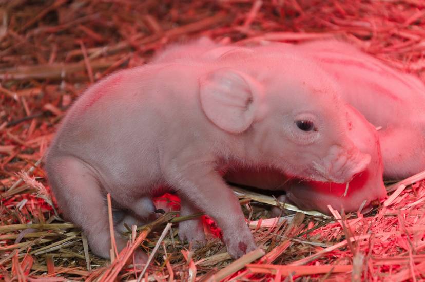 swinie-modyfikowane-genetycznie