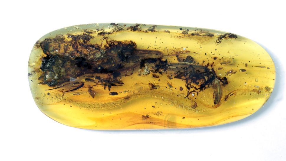 „Bestia” zamknięta w bursztynie sprzed 99 mln lat to zdeformowana jaszczurka? Nowe odkrycie