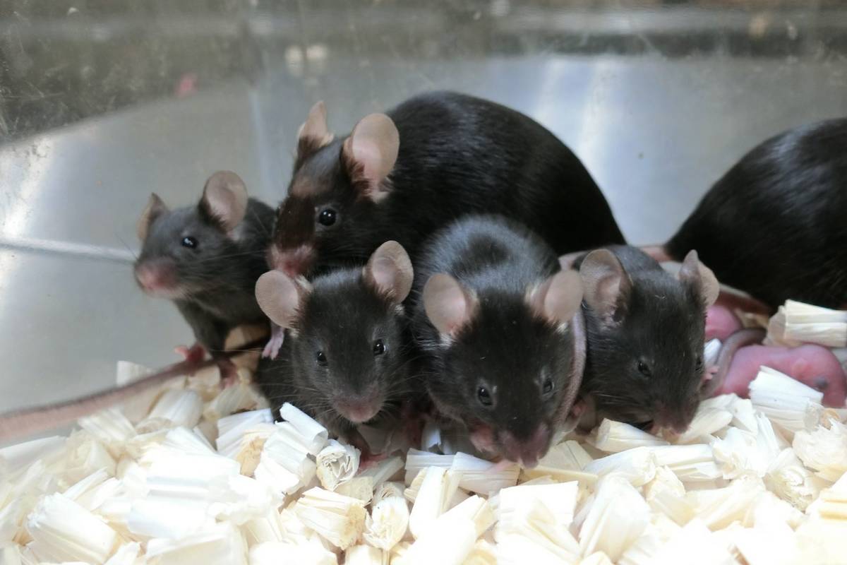 Kosmiczne myszy mają potomstwo! Dzięki plemnikom, które 6 lat przeleżały na ISS, uzyskano zdrowe młode