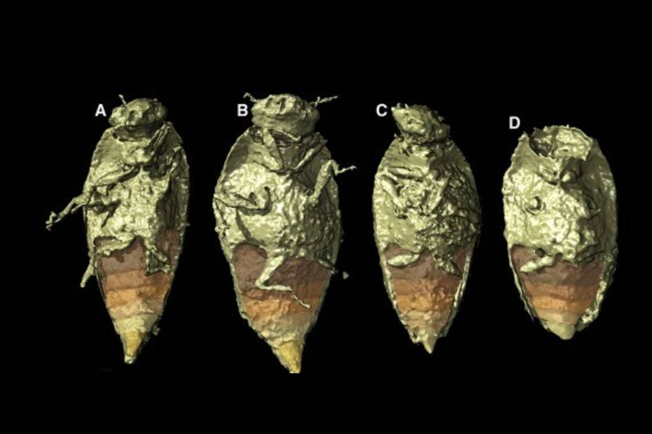 Najlepiej zachowany owad z triasu znaleziony w… skamieniałej kupie dinozaura z Polski