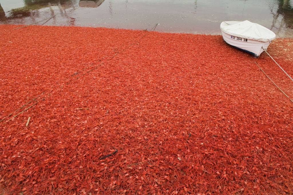 Tysiące czerwonych krabów wyrzucanych na plażę w Kalifornii. Naukowcy sprawdzili, co stoi za tym fenomenem