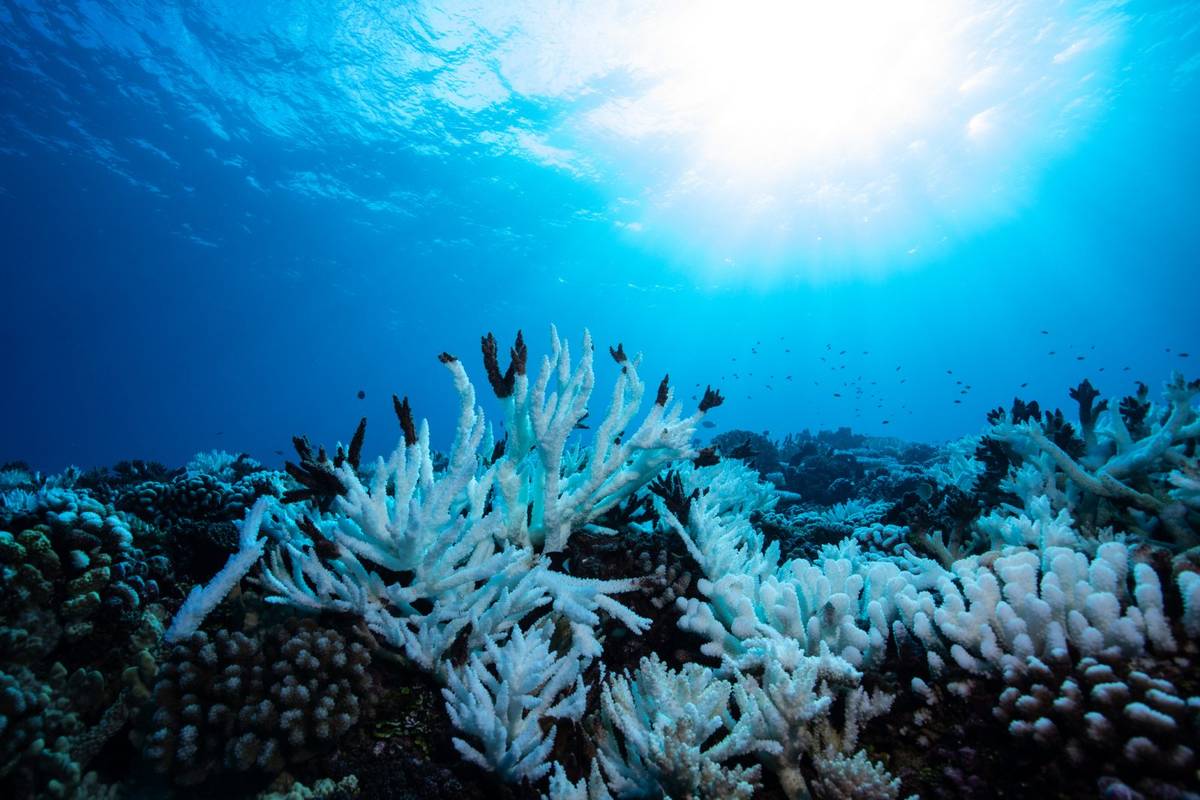 Oceaniczne „martwe strefy” uwalniają jeden z najgroźniejszych gazów cieplarnianych – podtlenek azotu