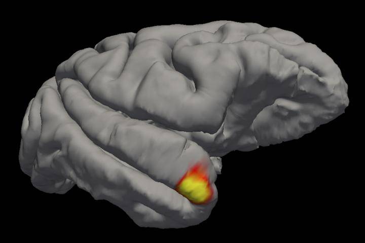 „Neuron babci” jednak istnieje? W ludzkim mózgu odkryto nowy rodzaj neuronów związanych z pamięcią