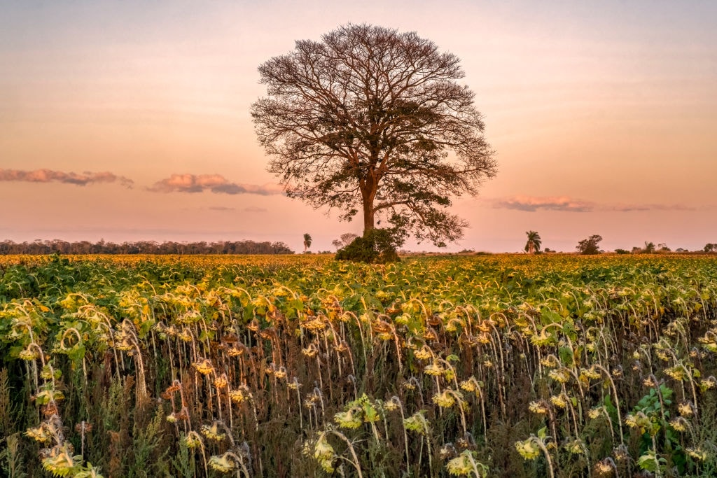 Korzeniami drzew można kierować, żeby chronić je przed suszą