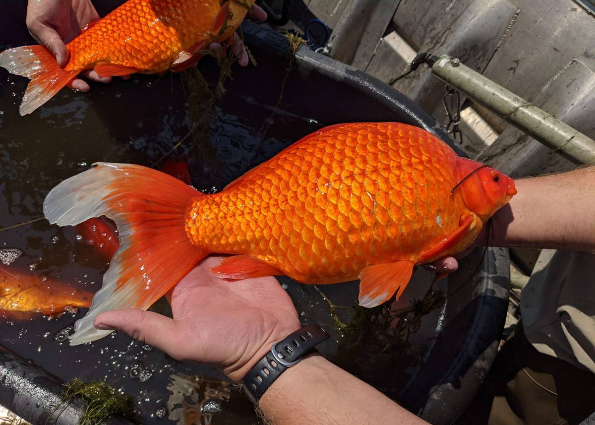 Gigantyczne złote rybki. Uwolnione z domowych akwariów urosły i zagrażają ekosystemowi