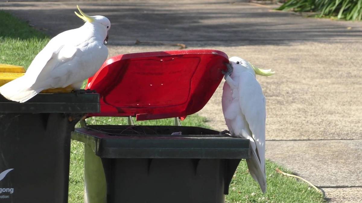 Kakadu nauczyły się otwierać kosze na śmieci. Papugi wiedzą, w których pojemnikach znajdą coś do jedzenia