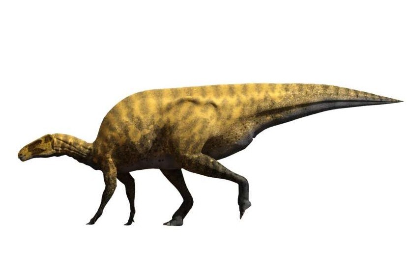 Odkryto nowy gatunek dinozaura. Miał 8 metrów długości i ostre pazury
