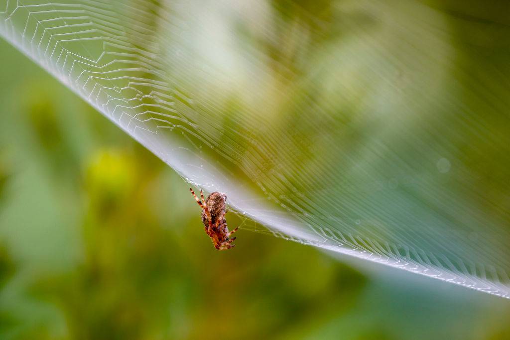 Sztuczne pajęcze nici są mocniejsze od stali i kevlaru
