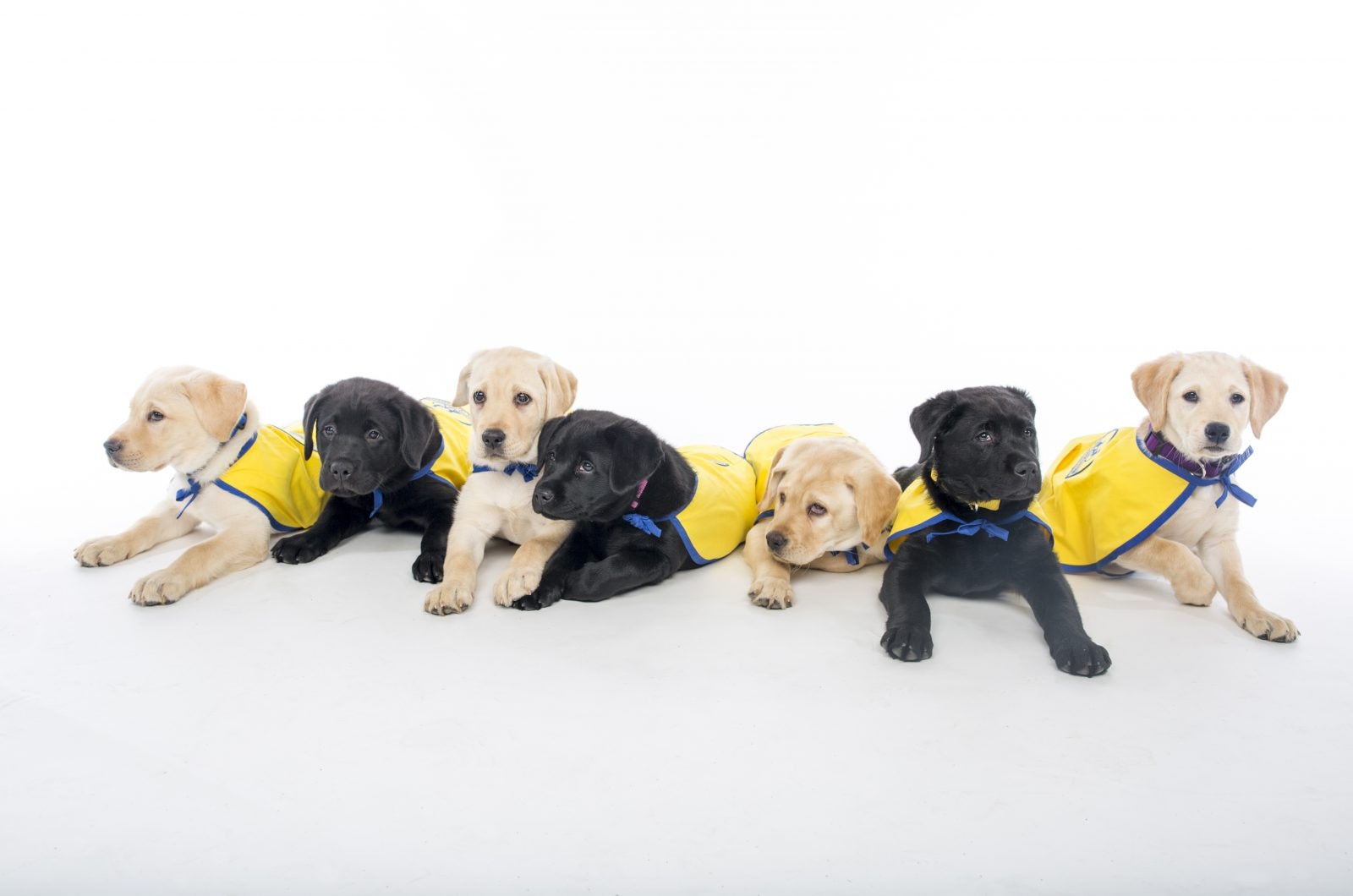 Psy trafnie odczytują nasze intencje. Nie potrafią tego wilki, nawet wychowywane z ludźmi od szczenięcia