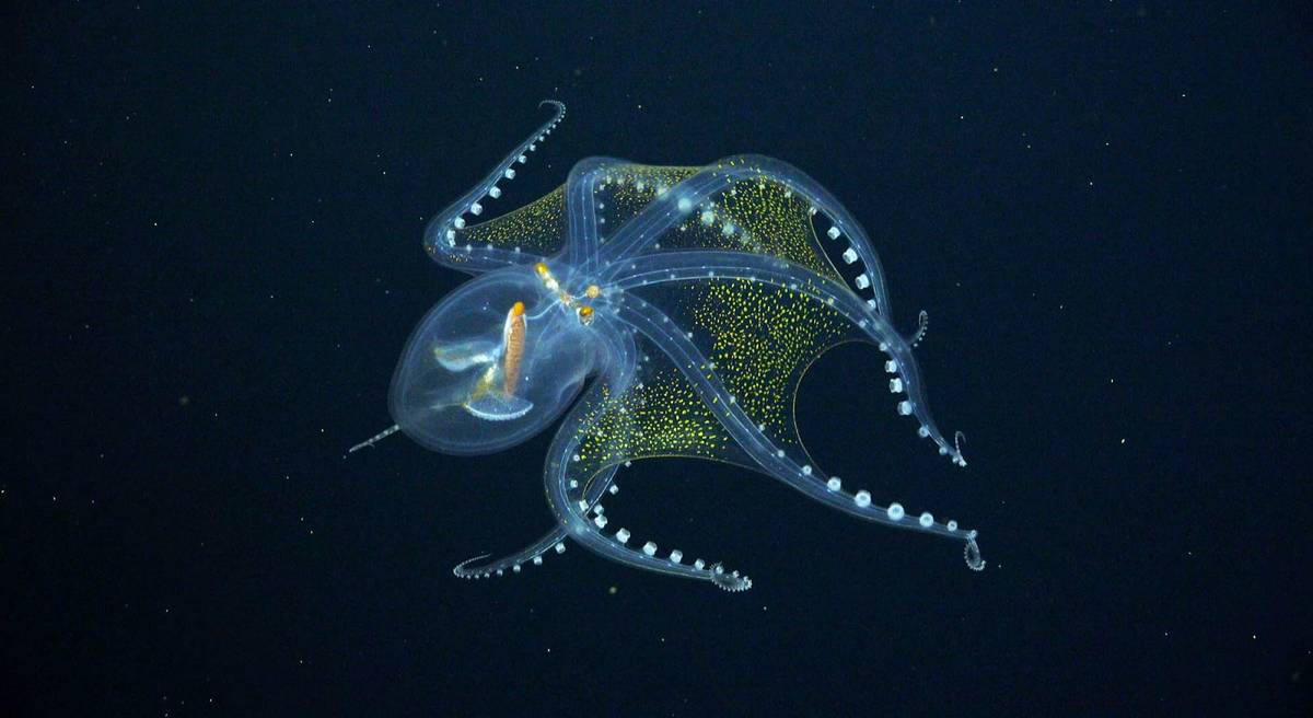 Niezwykła „szklana ośmiornica” znaleziona w wodach Pacyfiku. Jest prawie całkowicie przezroczysta