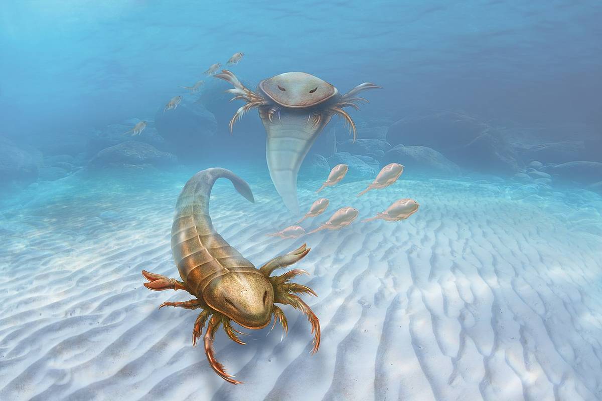 W morzach żyły „skorpiony” wielkości człowieka. Na szczęście już wymarły