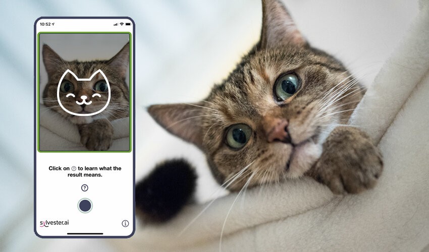 Smartfon podpowie, czy twój kot czuje się dobrze? Powstała aplikacja do odczytywania kocich grymasów