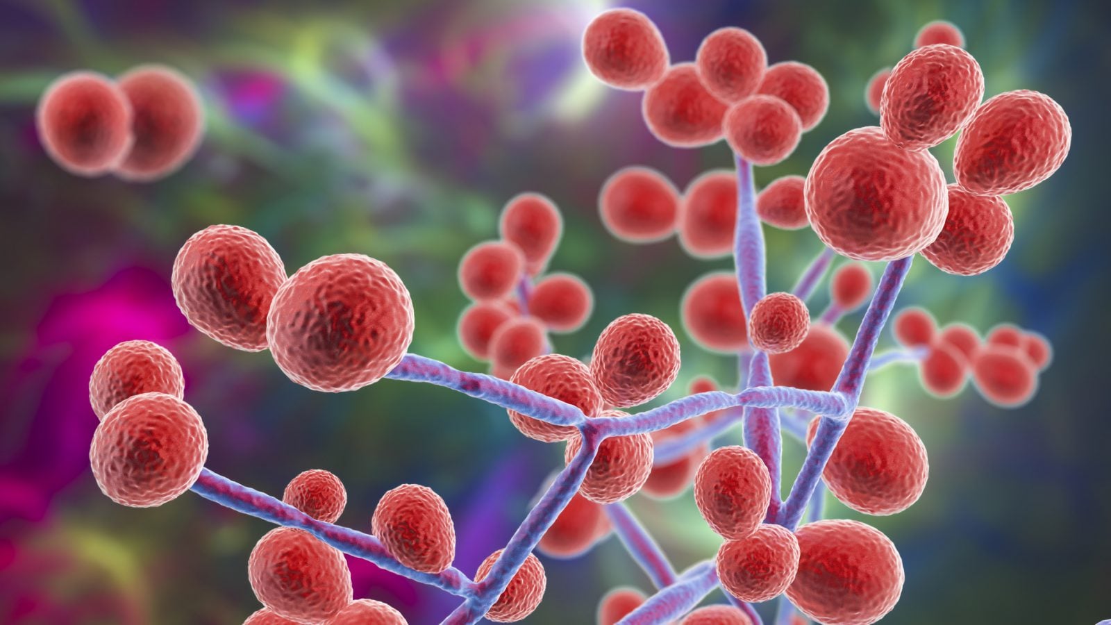 Epidemia lekoopornego supergrzyba w szpitalach w USA. Candida auris budzi obawy