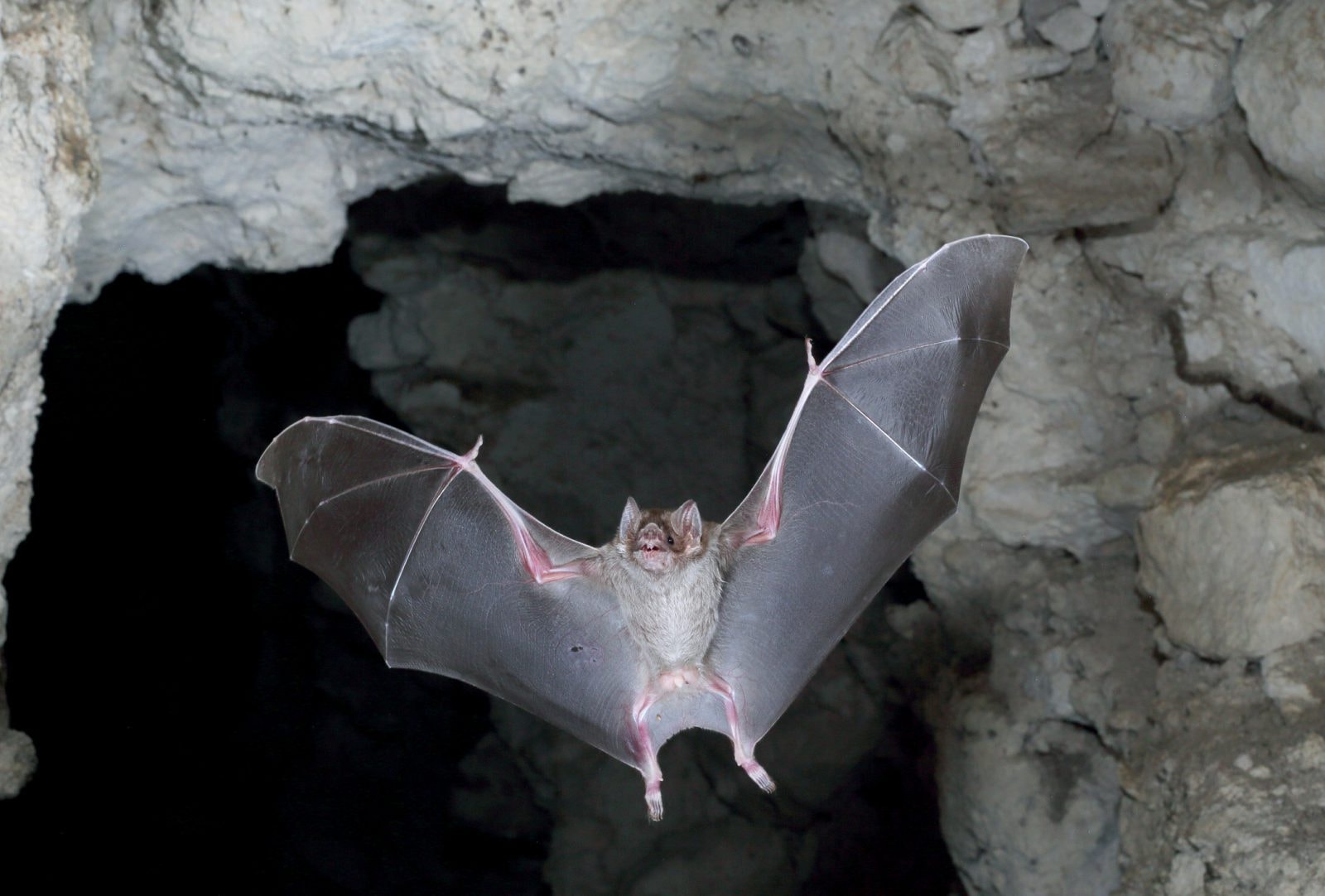 Znaleziono szczątki olbrzymiego nietoperza wampira. Pochodzą sprzed 100 000 lat