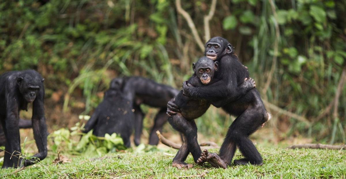 Przełomowe badanie: małpy witają się i żegnają tak samo jak ludzie