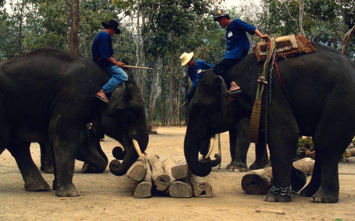 Tego dnia słonie najgłośniej wołają o pomoc